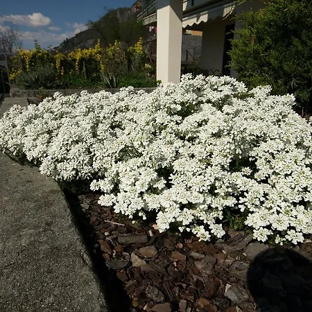 La Grolla 바레나